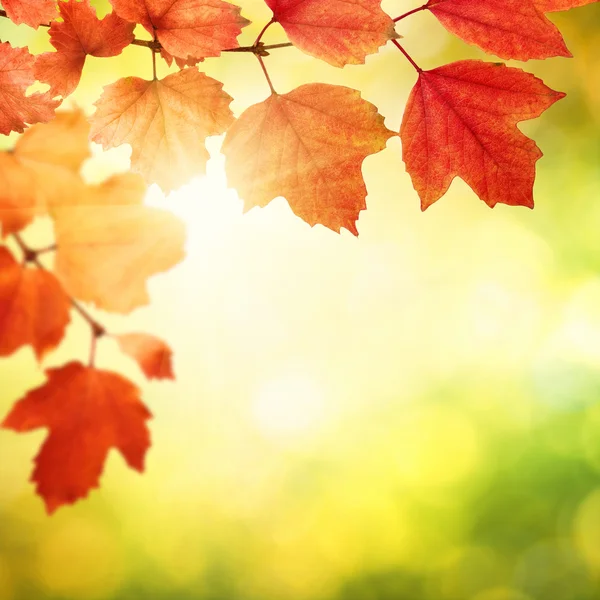 Rama con hojas de otoño —  Fotos de Stock