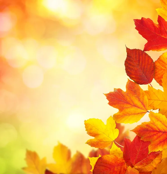 Zweig mit Herbstblättern — Stockfoto