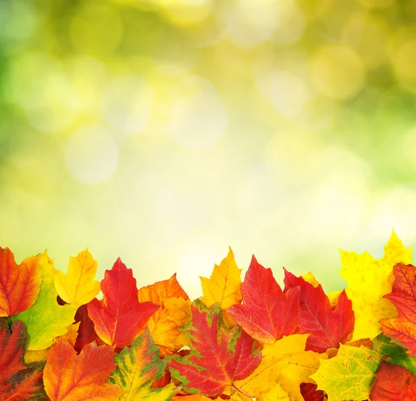 Gałąź z liśćmi jesieni — Zdjęcie stockowe