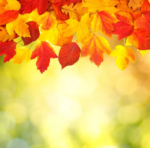 Zweig mit Herbstblättern — Stockfoto