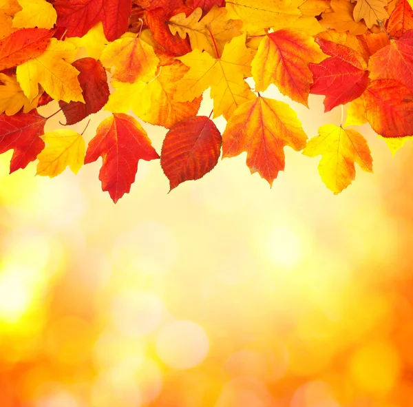 Rama con hojas de otoño — Foto de Stock
