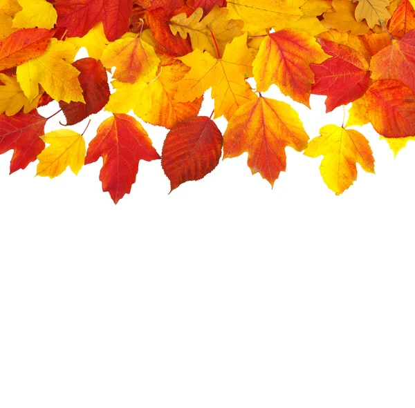 sonbahar yaprakları