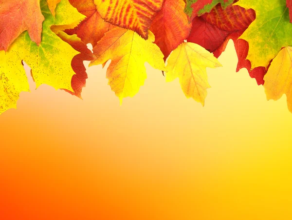 有秋天叶子的树枝 — 图库照片