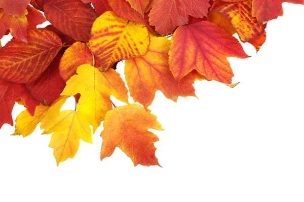 Die Herbstblätter — Stockfoto