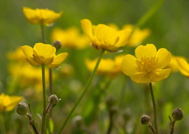 Vahşi sarı çiçek güneş ışığında tarlada.