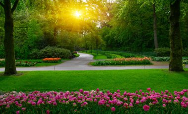 Yeşil çimenler, ağaçlar ve güneş ışığında açan çiçeklerle dolu bahar çiçeği parkı.