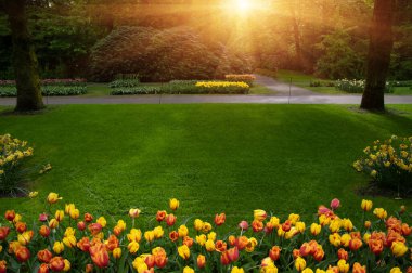 Yeşil çimenler, ağaçlar ve güneş ışığında açan çiçeklerle dolu bahar çiçeği parkı.
