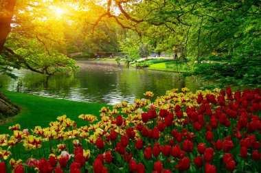 Yeşil çimenler, ağaçlar ve güneş ışığında açan çiçeklerle dolu bahar çiçeği parkı.