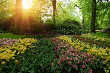 Yeşil çimenler, ağaçlar ve güneş ışığında açan çiçeklerle dolu bahar çiçeği parkı.