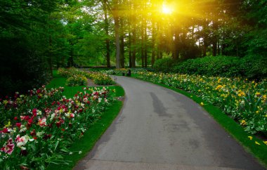 Botanik bahçesinde yeşil çimenler, bahar çiçekleri ve güneş ışığı olan bir bahçe taşı patikası.