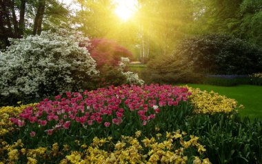 Yeşil çimenler, ağaçlar ve güneş ışığında açan çiçeklerle dolu bahar çiçeği parkı.