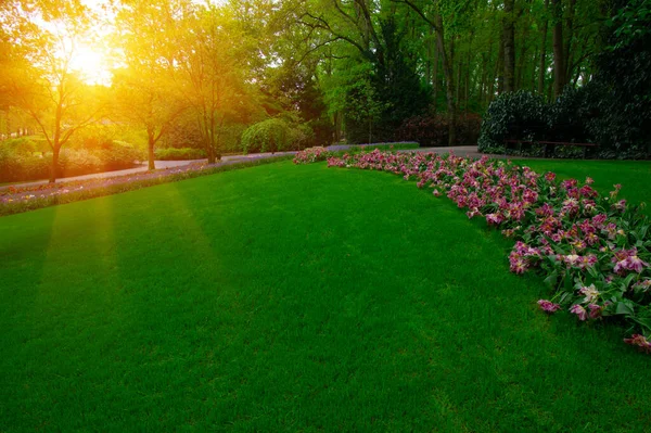 Yeşil çimenler, ağaçlar ve güneş ışığında açan çiçeklerle dolu bahar çiçeği parkı.