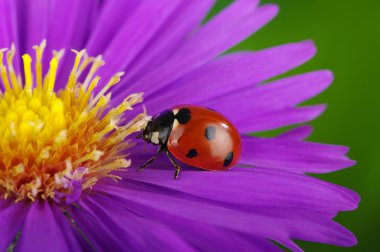 Uğur böceği fkower üzerinde