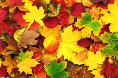 sonbahar yaprakları