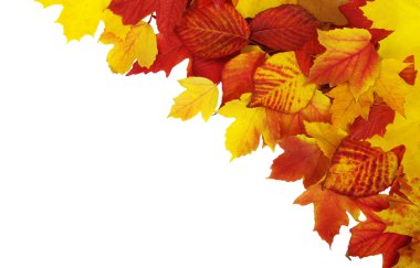 sonbahar yaprakları