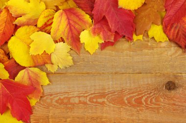 sonbahar yaprakları