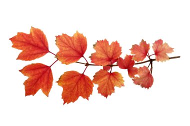 sonbahar yaprakları