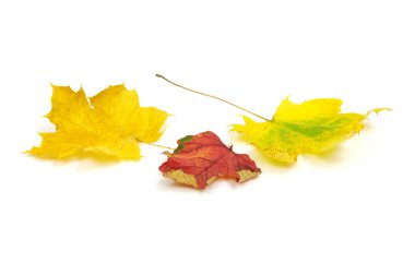 sonbahar yaprakları