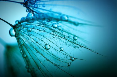 Karahindiba çiçeği