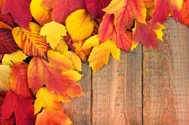 sonbahar yaprakları