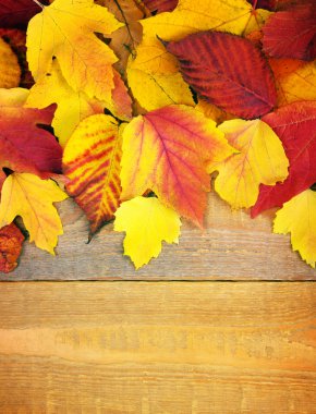 sonbahar yaprakları