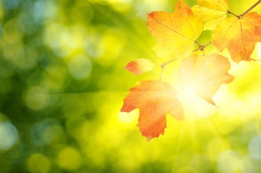 sonbahar yaprakları arka plan