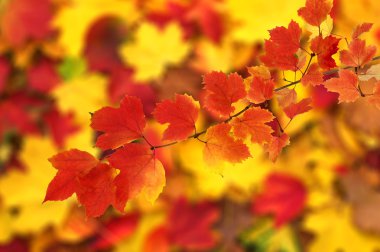 sonbahar yaprakları arka plan