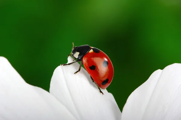 Coccinelle sur fkower — Photo