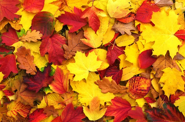 Las hojas de otoño — Foto de Stock