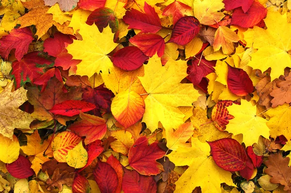 Les feuilles d'automne — Photo