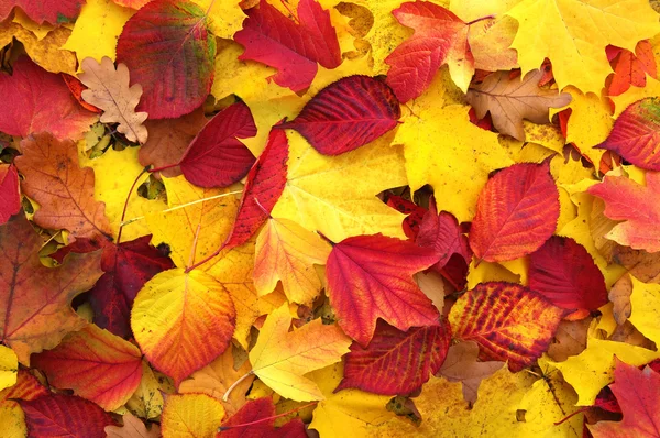 Les feuilles d'automne — Photo