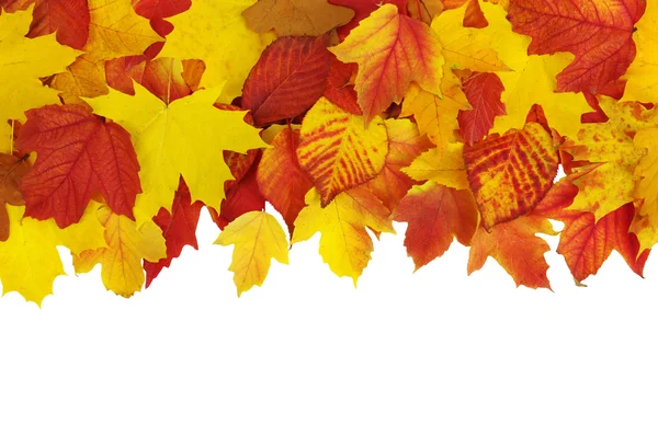 sonbahar yaprakları