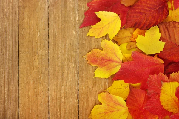 The autumn leaves — Stock Photo, Image