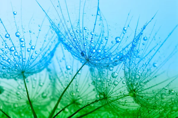 The dandelion flower — Stock Photo, Image