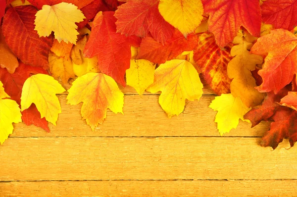 The autumn leaves — Stock Photo, Image
