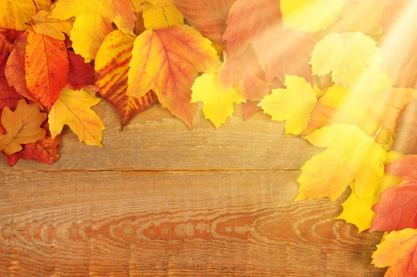 De herfstbladeren — Stockfoto
