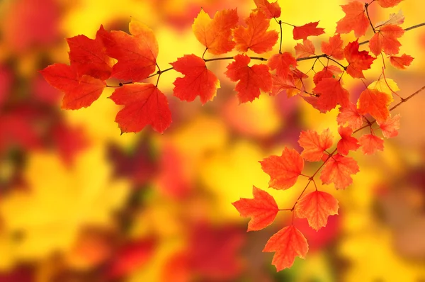 Las hojas de otoño —  Fotos de Stock