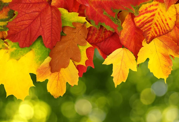 Herfst bladeren achtergrond — Stockfoto