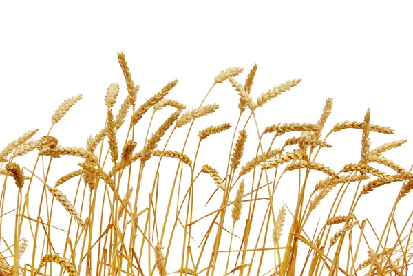 Wheat  isolated  on a white — Stock Photo, Image