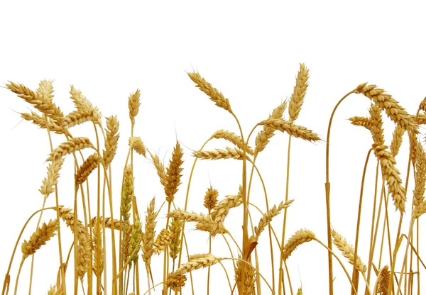 Wheat  isolated  on a white — Stock Photo, Image