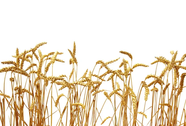 Pšenice, izolované na bílém — Stock fotografie