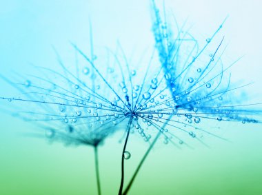 dandelion seeds with water drops clipart