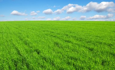 Yeşil çimen tarlası