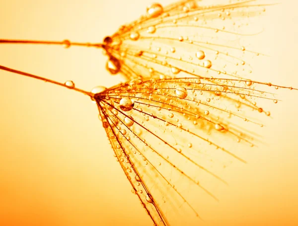 Dandelion seeds with water drops — Stock Photo, Image