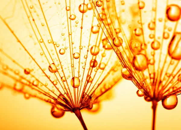 Dandelion seeds with water drops — Stock Photo, Image
