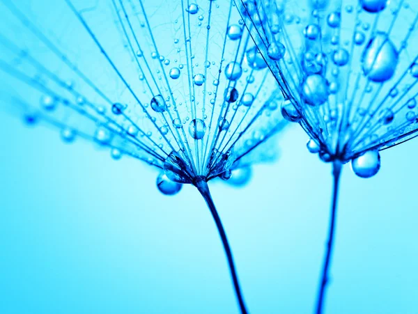 Semillas de diente de león con gotas de agua —  Fotos de Stock