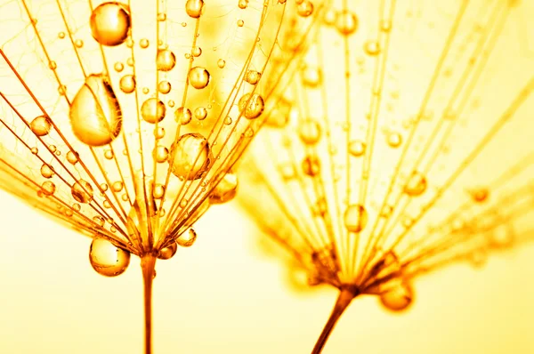 Dandelion seeds with water drops — Stock Photo, Image