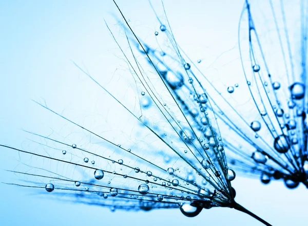 Semillas de diente de león con gotas de agua — Foto de Stock