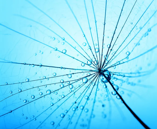 Dandelion seeds with water drops — Stock Photo, Image