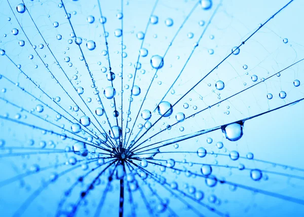 Dandelion seeds with water drops — Stock Photo, Image